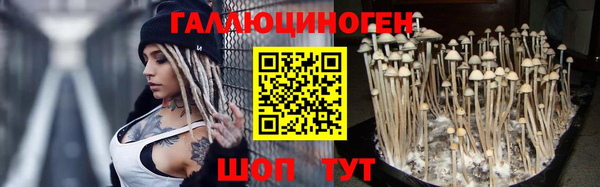 Псилоцибиновые грибы GOLDEN TEACHER  Галлюциногенные грибы прущие грибы  Люберцы  Вход с VPN 